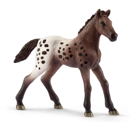 Appaloosa Foal