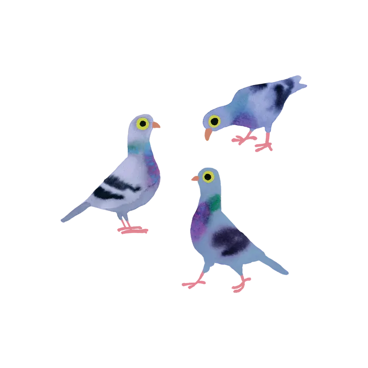 Tattly Pigeon Pals Tattoo Pair