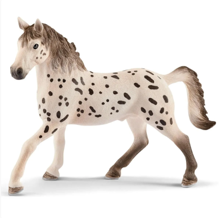 Knabstrupper Stallion