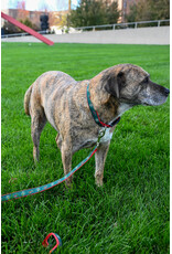 All Star Dogs Large Leash - Secondary Logo Red Accent