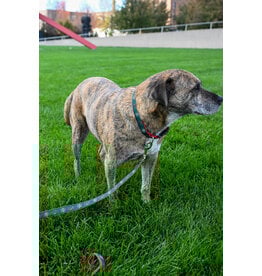 All Star Dogs Large Leash - Secondary Logo Red Accent