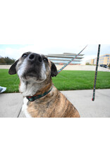 All Star Dogs Large Dog Collar - Secondary Logo Red Accent