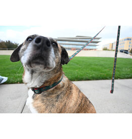 All Star Dogs Large Dog Collar - Secondary Logo Red Accent