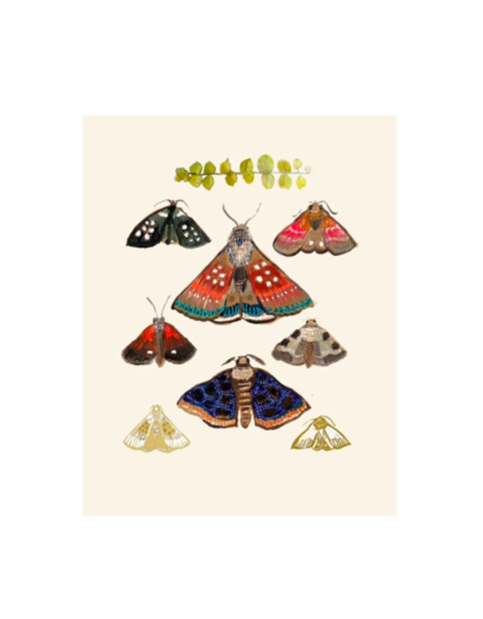 Briana Corr Scott - Print / Moths, Cream, 11 x 14"
