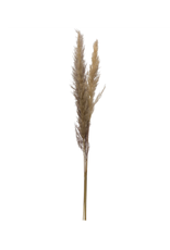 COP - Real Pampas Grass / Dried Bunch of 3, 43"