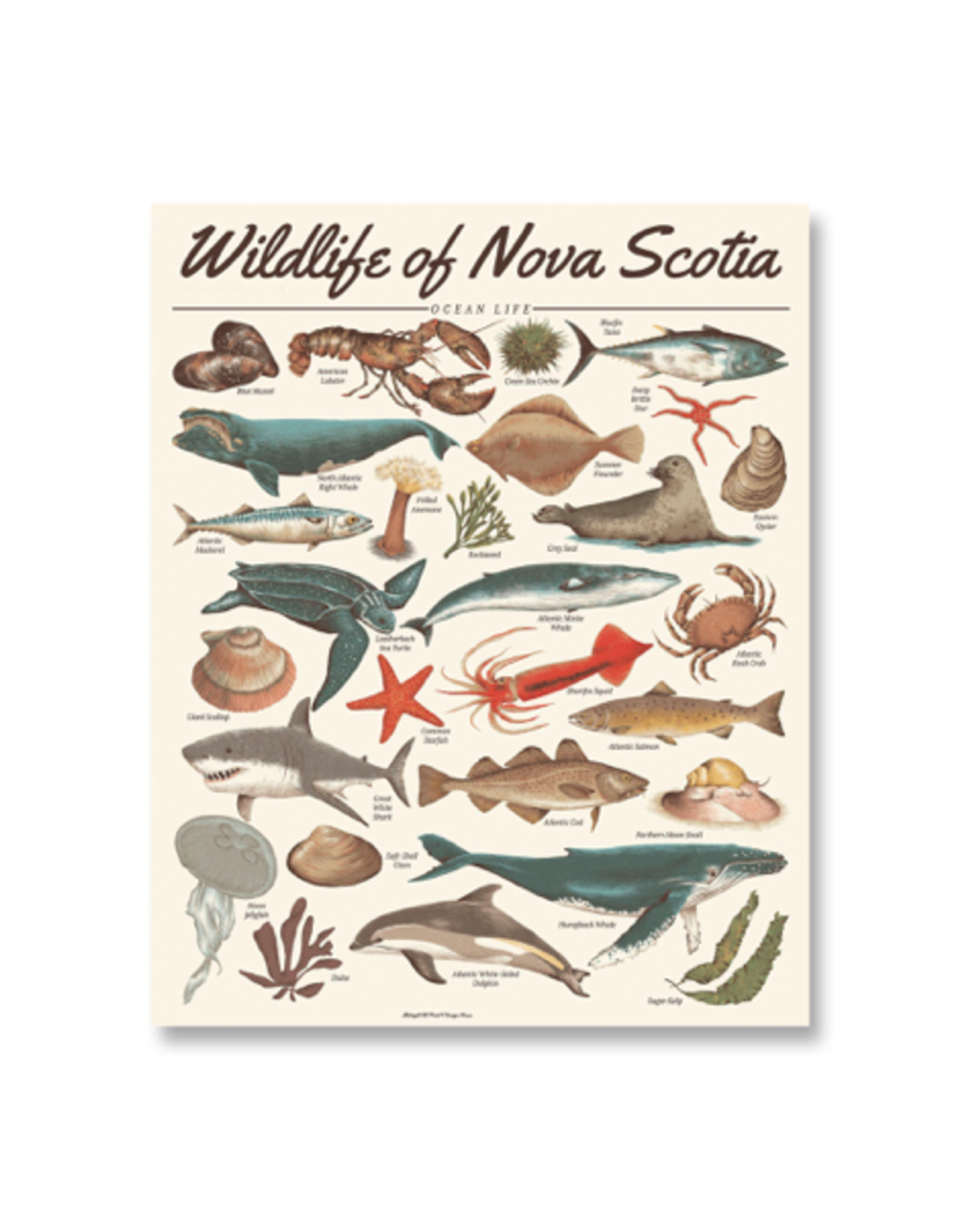 TIMCo Midnight Oil - Print / Wildlife of NS: Ocean Life, 16 x 20"