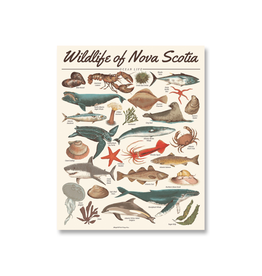 Midnight Oil - Print / Wildlife of NS: Ocean Life, 16 x 20"