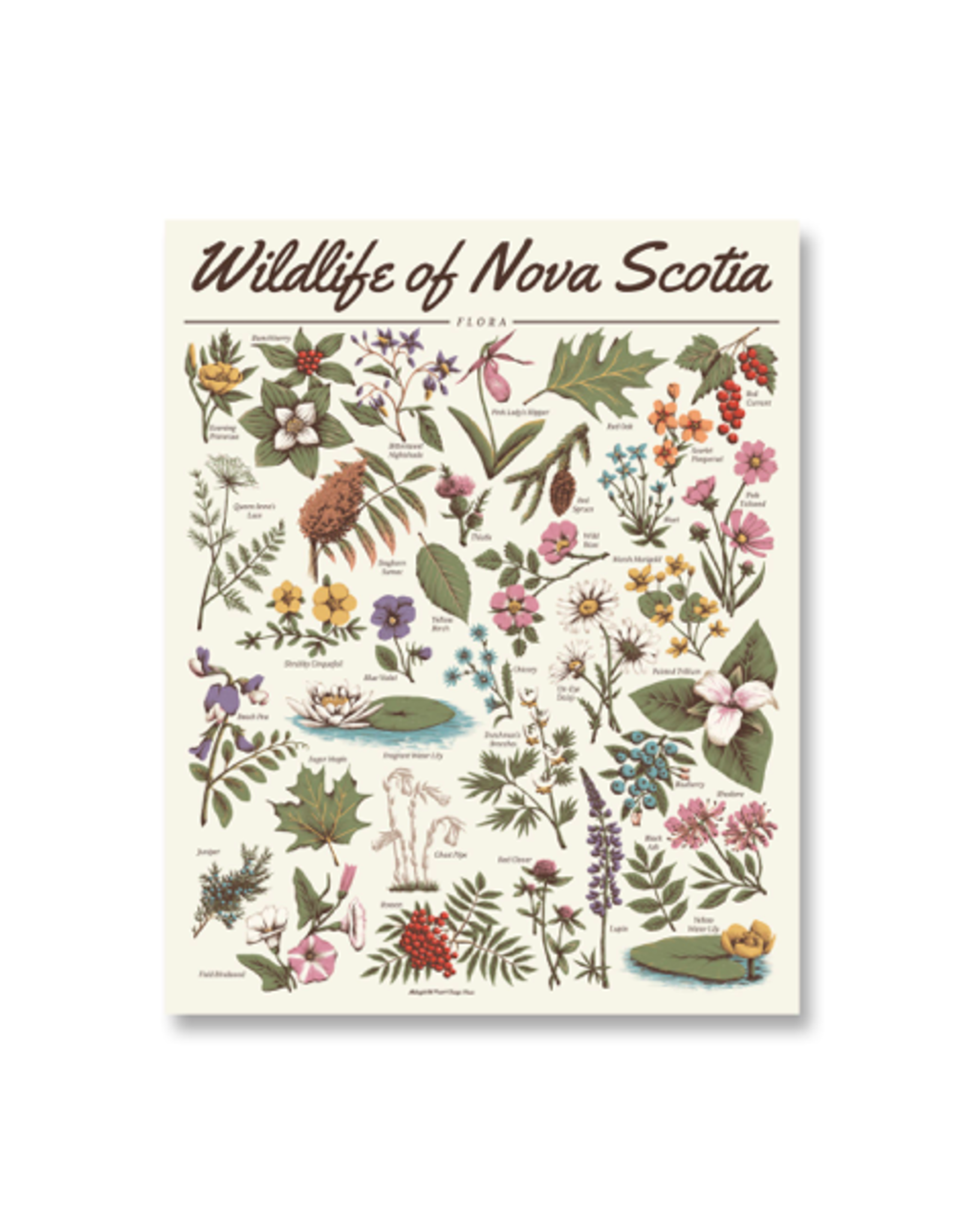 Midnight Oil - Print / Wildlife of Nova Scotia: Flora, 16 x 20"