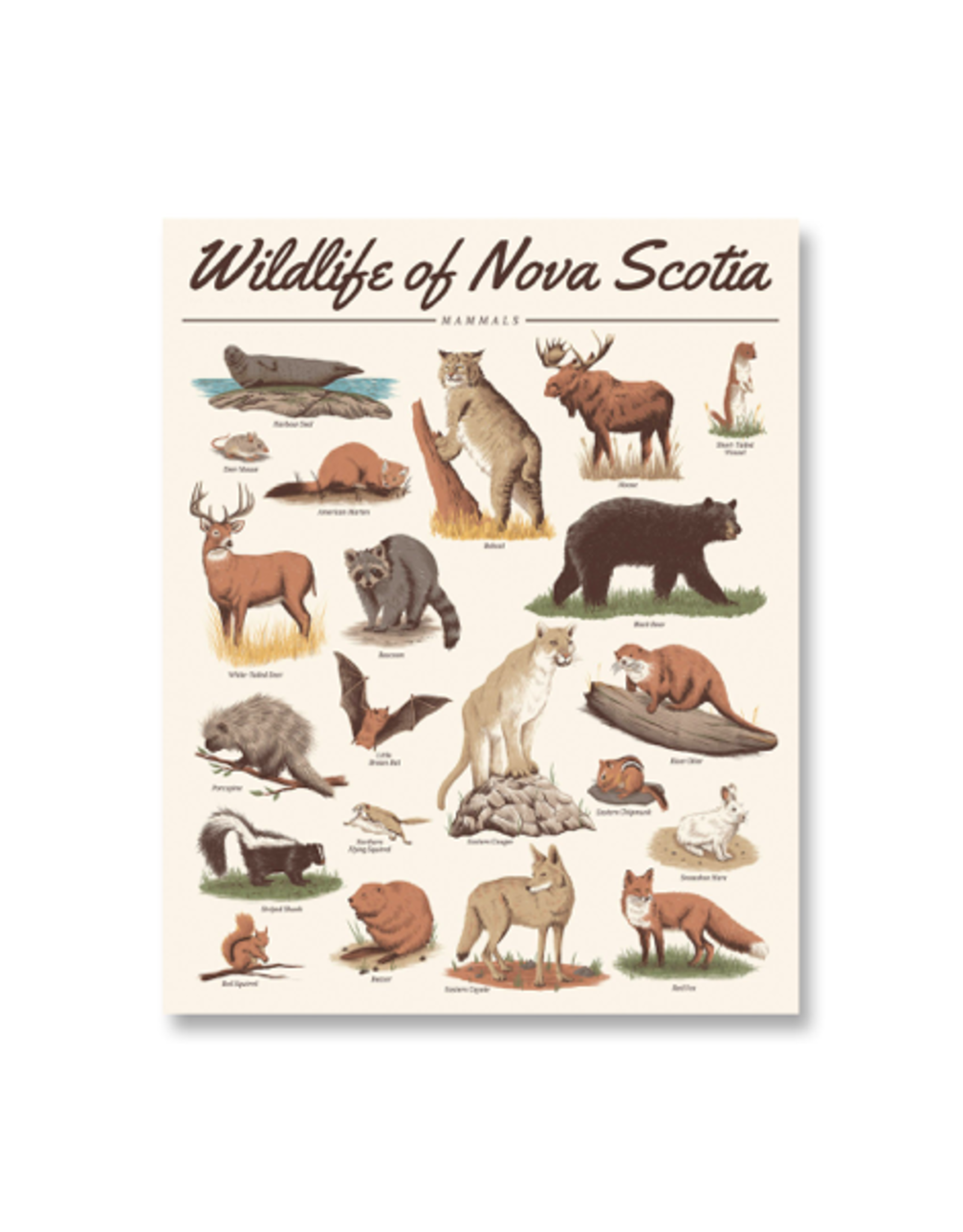 Midnight Oil - Print / Wildlife of NS: Mammals, 16 x 20"