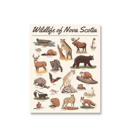 TIMCo Midnight Oil - Print / Wildlife of NS: Mammals, 16 x 20"