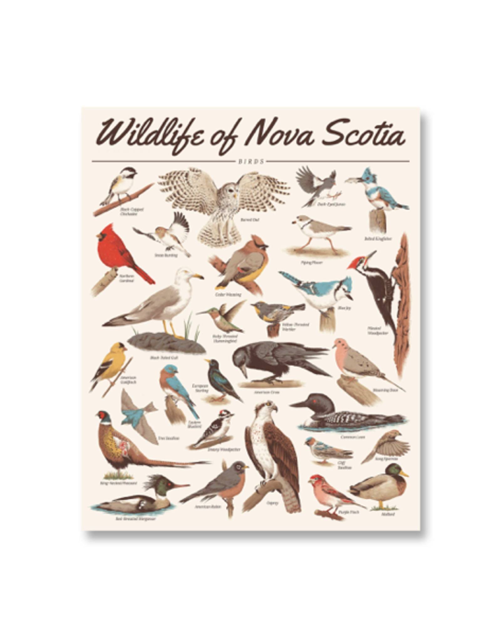 Midnight Oil - Print / Wildlife of Nova Scotia: Birds, 16 x 20"