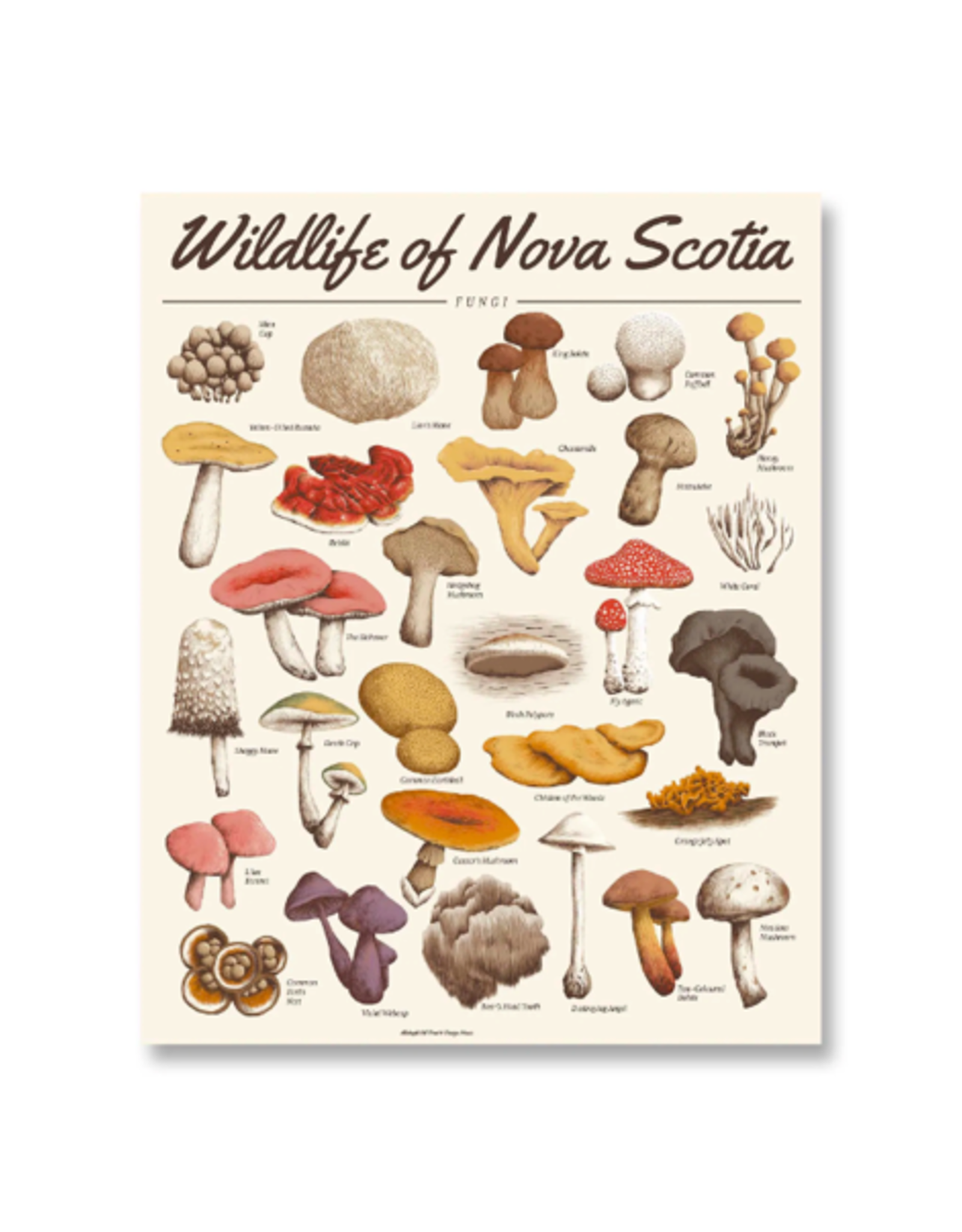 TIMCo Midnight Oil - Print / Wildlife of NS: Fungi, 16 x 20"