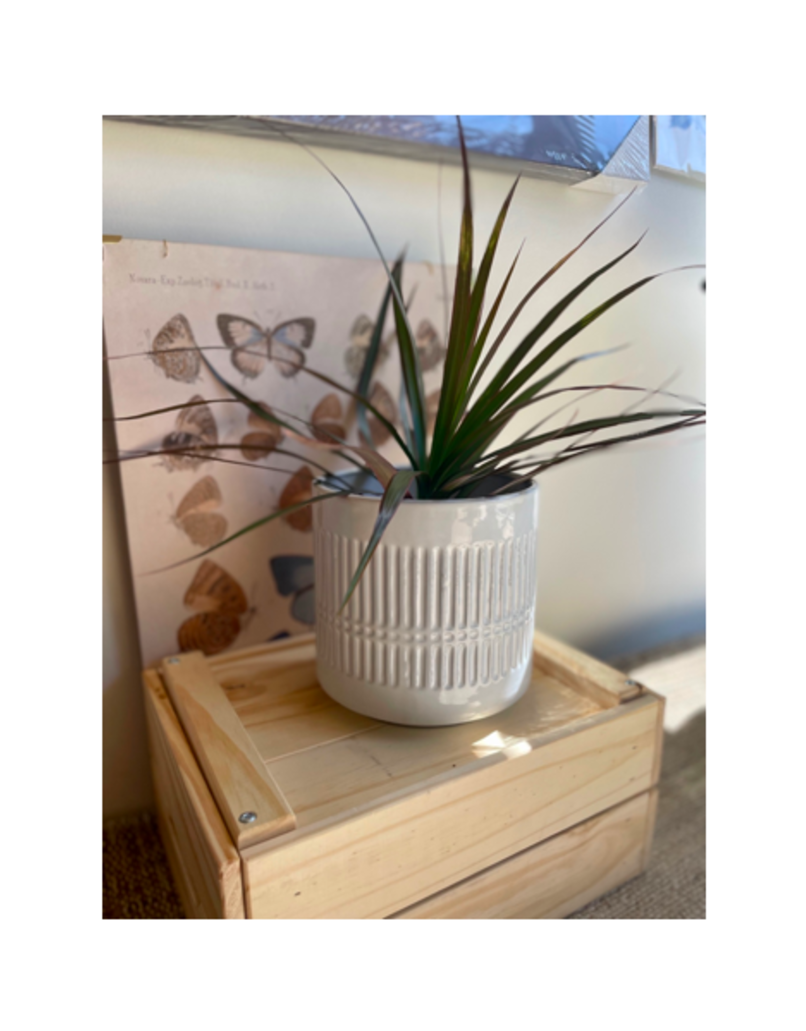 CTG - Planter / Modern, Grey, 6"