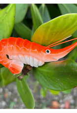 Magnet - Shrimp