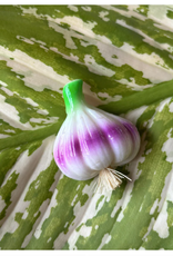 Magnet - Garlic