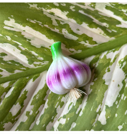 Magnet - Garlic