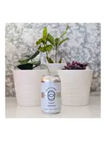 The Establishment Brewing The Establishment Brewing Classic Lager Beer 355ml