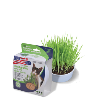 Vanness Oat Garden Cat Grass Kit