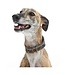 Collar Comfort Lurcher