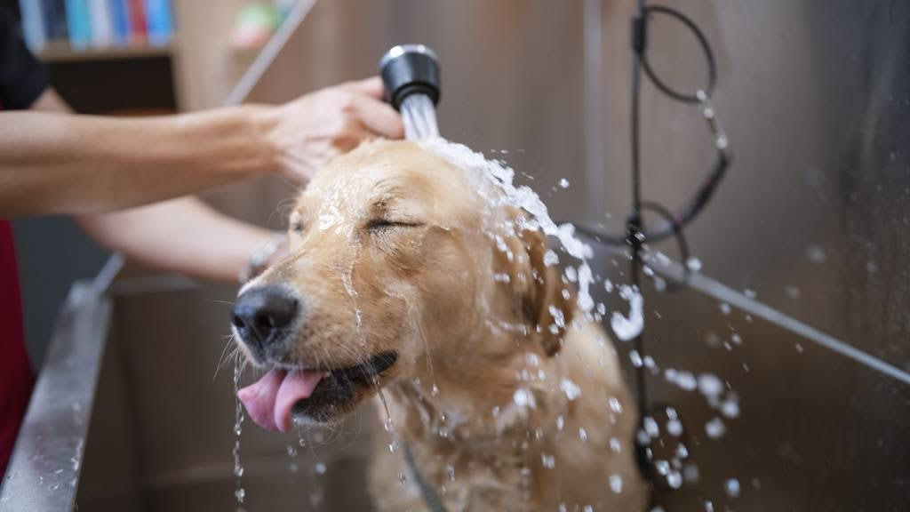 Bath and Tidy Grooming