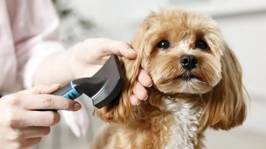 Bath and Brush Grooming