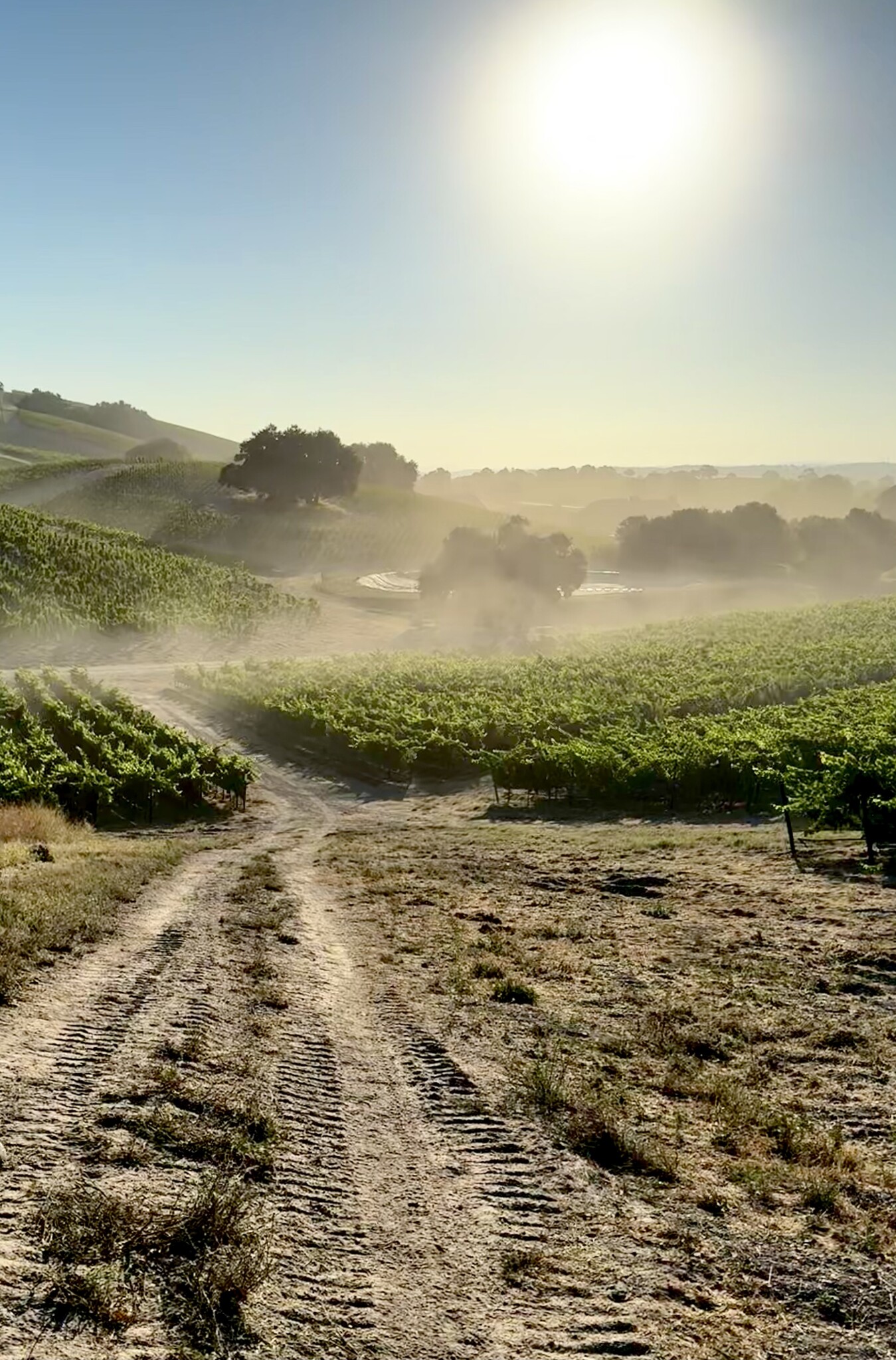 From Bottle to Vineyard: Discover Wine Where It Begins - The Grande Krewe Abroad Experience