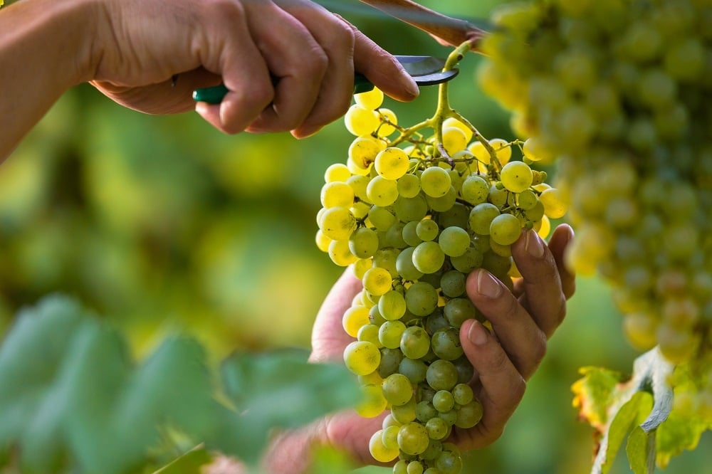 Sip into Summer: Discover the Best Italian White Wines for Warm Weather