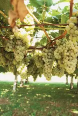 ALBARINO & Co. SEMINAR AND TASTING MARCH 11 6-8PM