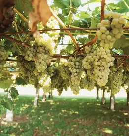 ALBARINO & Co. SEMINAR AND TASTING MARCH 11 6-8PM