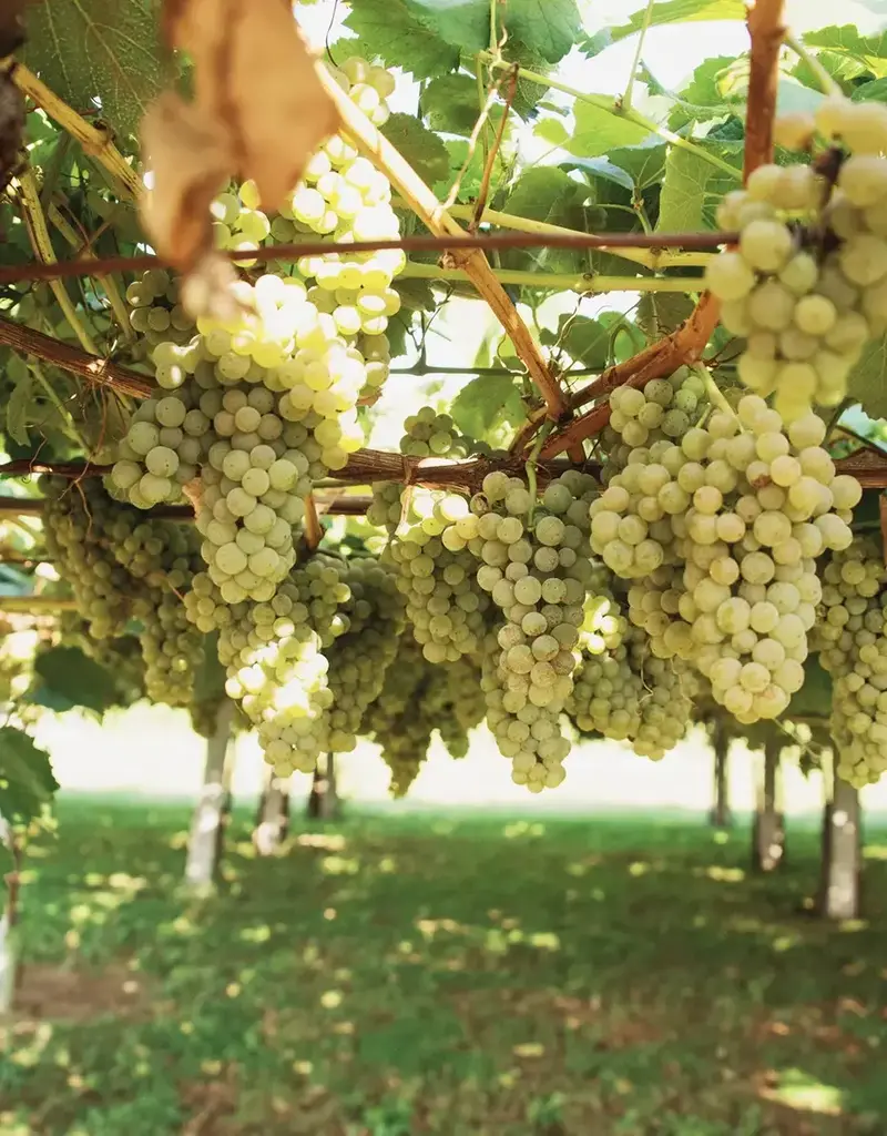 ALBARINO & Co. SEMINAR AND TASTING MARCH 11 6-8PM