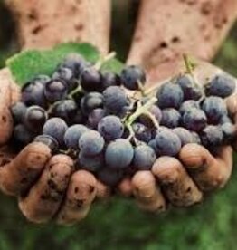 NEW TO NATURAL WINE SEMINAR APRIL 8TH: 6-8PM