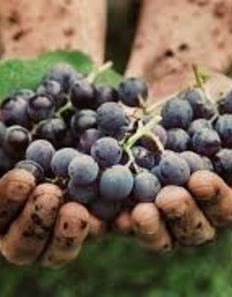 NEW TO NATURAL WINE SEMINAR APRIL 8TH: 6-8PM