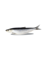 Big Country Raw Whole Herring 1lb