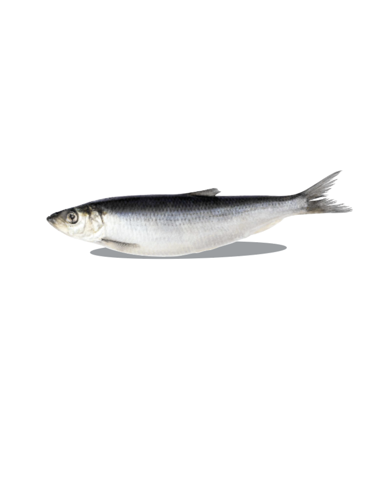 Big Country Raw Whole Herring 1lb