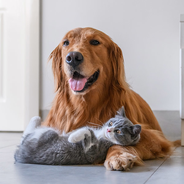 dog and cat cuddling