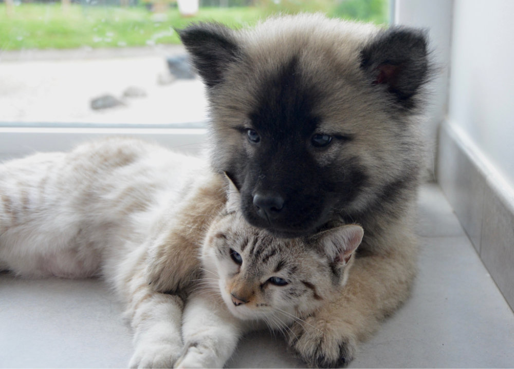 dog and cat cuddling