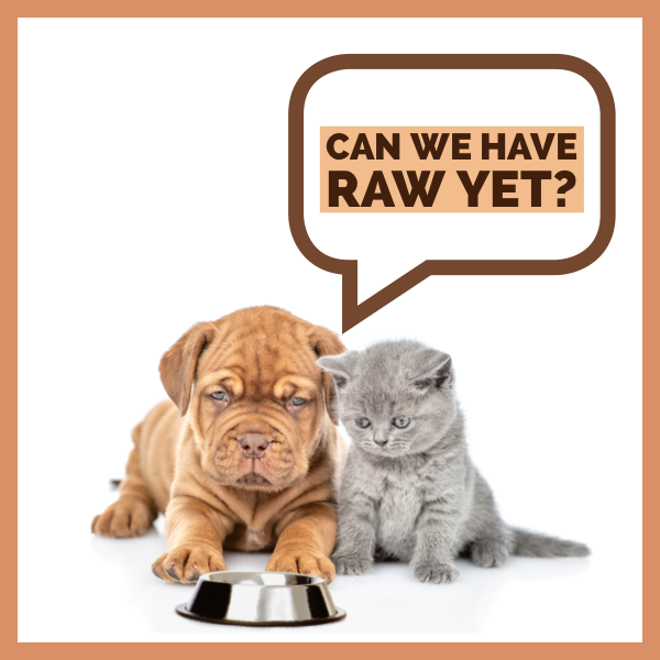 Blog At What Age Can My Cat Or Dog Start A Raw Diet Back To The Bone