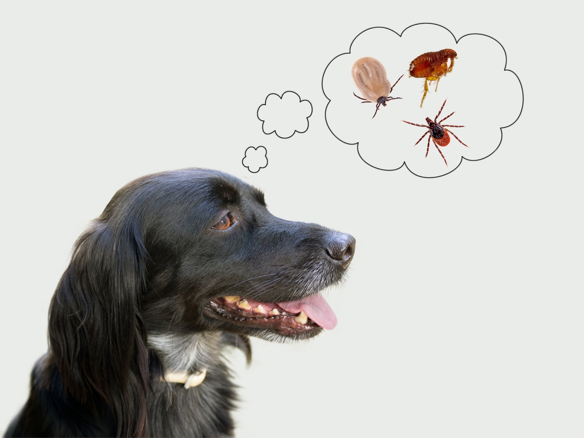 Blog Ticks, Fleas and Heartworm 2022 IMPORTANT UPDATES Back To