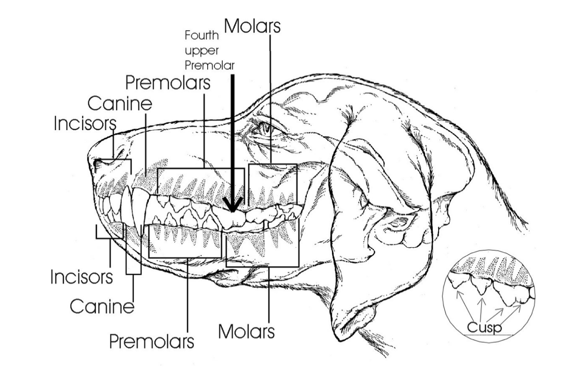 Canine Dog Dental Health