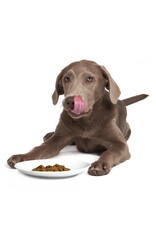 Smack Pet Food Lip Smacking Lamb