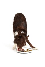 Smack Pet Food Dog Chunky Chicken Dehydrated Raw