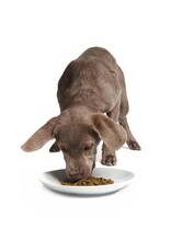 Smack Pet Food Dog Rockin' Rockfish Dehydrated Raw