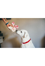 Candy Canes 3 Pack Dog Toy