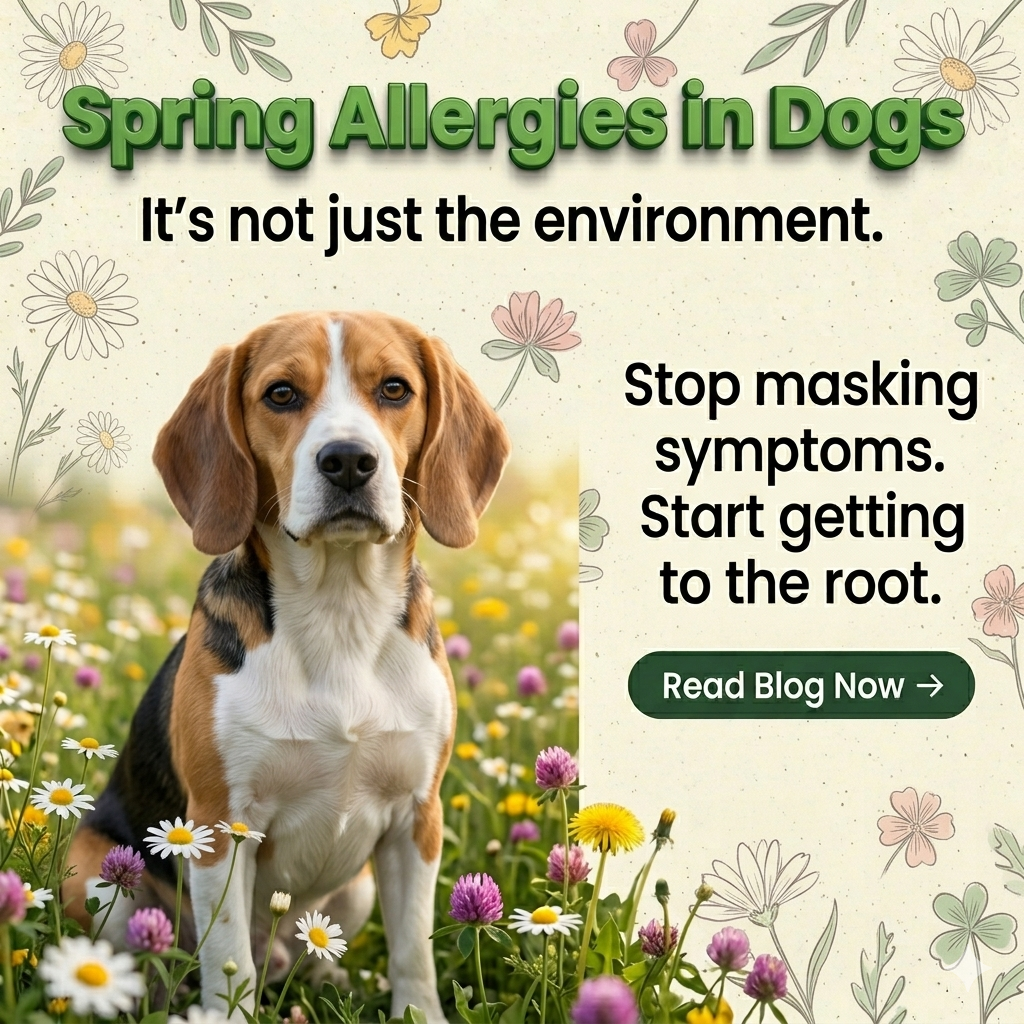 Blog - Spring Allergies in Dogs: It’s Not Just the Environment - Back ...