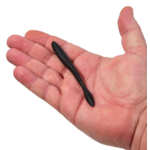 PowerBait MaxScent Flat Worm 4.25" Black 8-pk