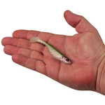 PowerBait Ripple Shad HD 3.5" 7-pk