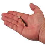 PowerBait Ripple Shad HD 3" 10-pk