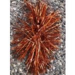 Bluewater Baits Weed Whacker Magnum Copper Rush