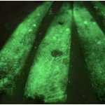 Big One Bait Company Frozen Herring Strips Glow. 5pk