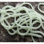 Flybox Squirmy Legs Ice Glow